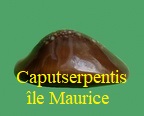 Cypraea caputserpentis f kenyonae